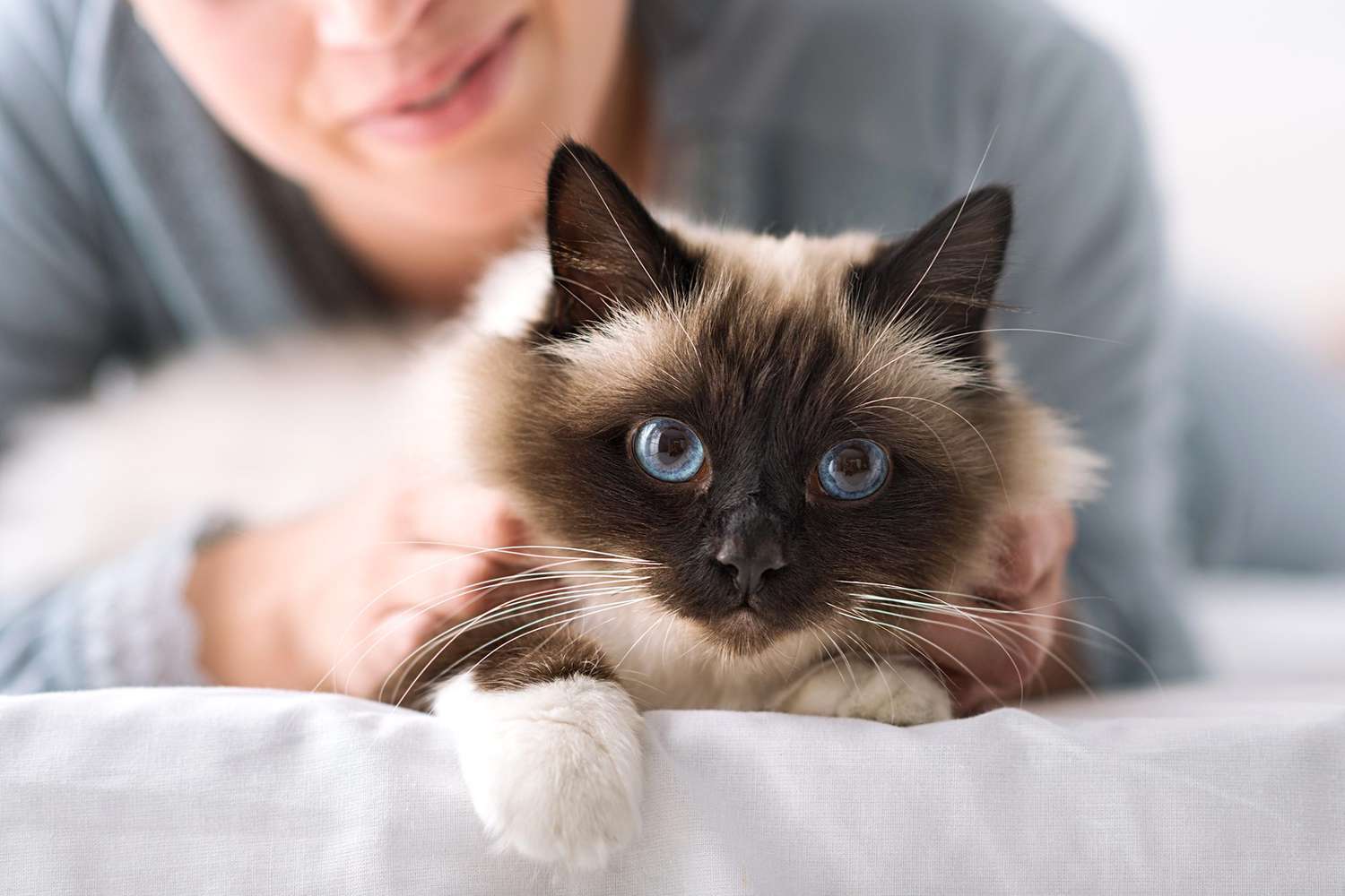 cat3