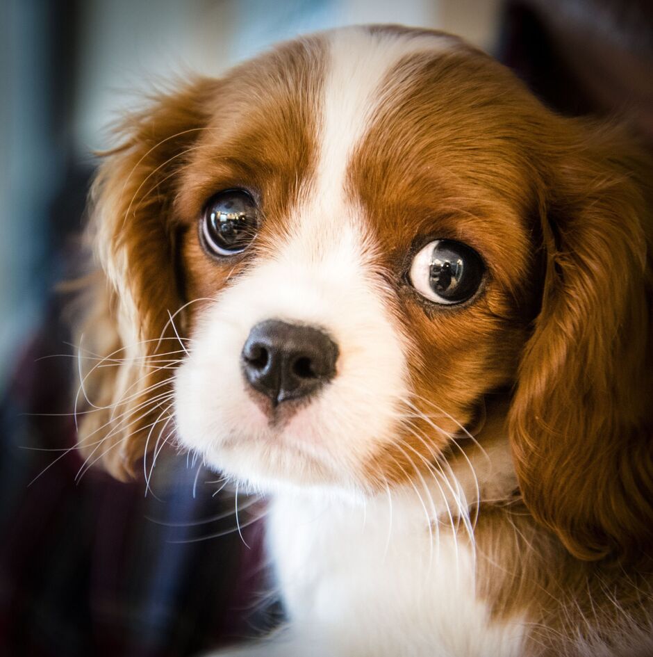 dog1